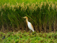 Wild,Birds,That,Feed,On,The,Ears,Of,Rice,In Wild,Birds,That,Feed,On,The,Ears,Of,Rice,In