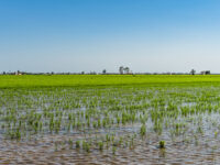 Rice,Fields.,Amazing,View,Of,A,Paddy,Field,In,The Rice,Fields.,Amazing,View,Of,A,Paddy,Field,In,The