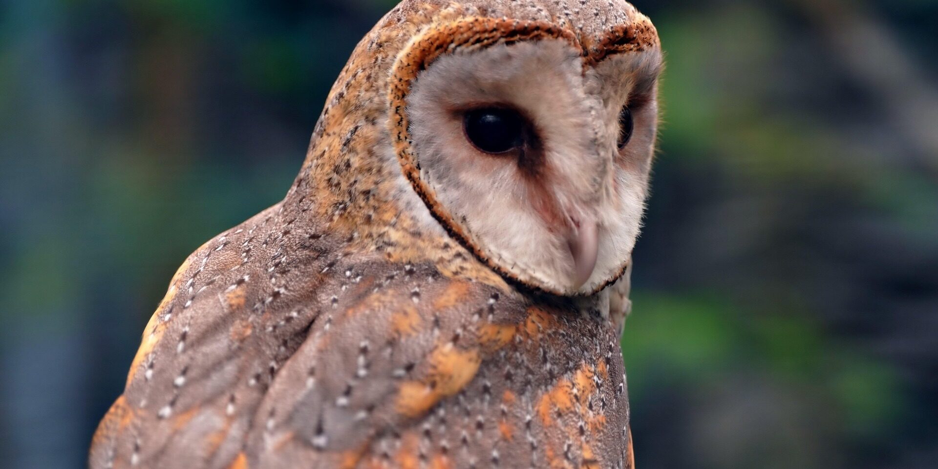 Òliba